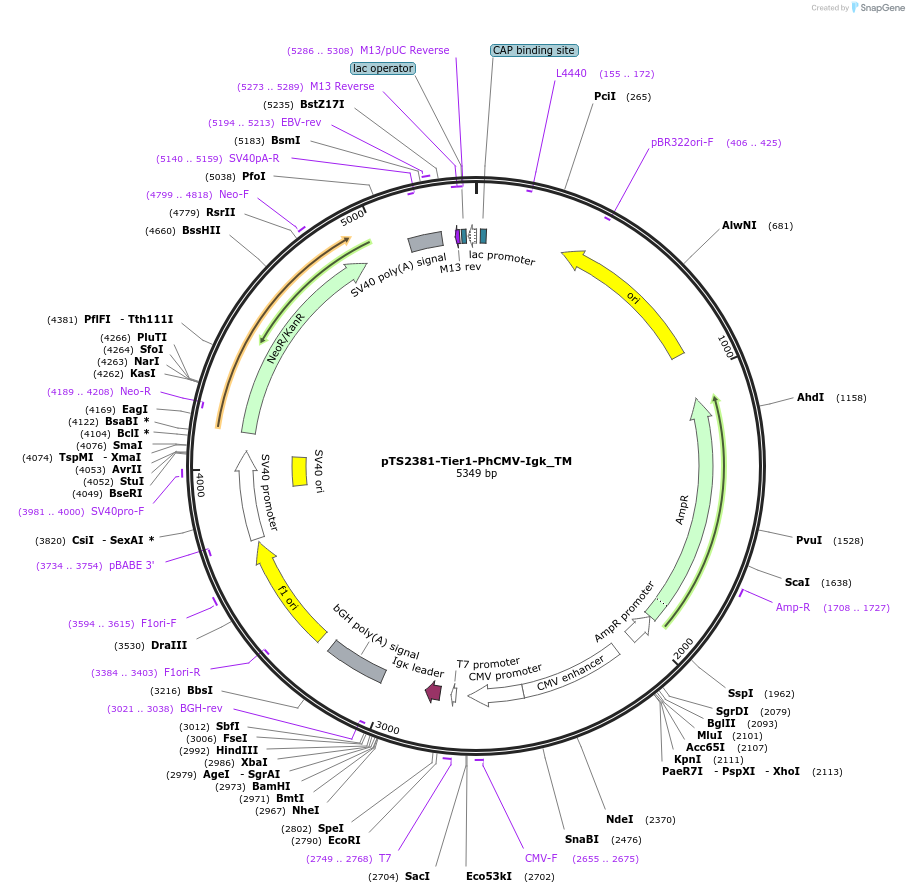 169487-plasmid-map-sequence-id-364214