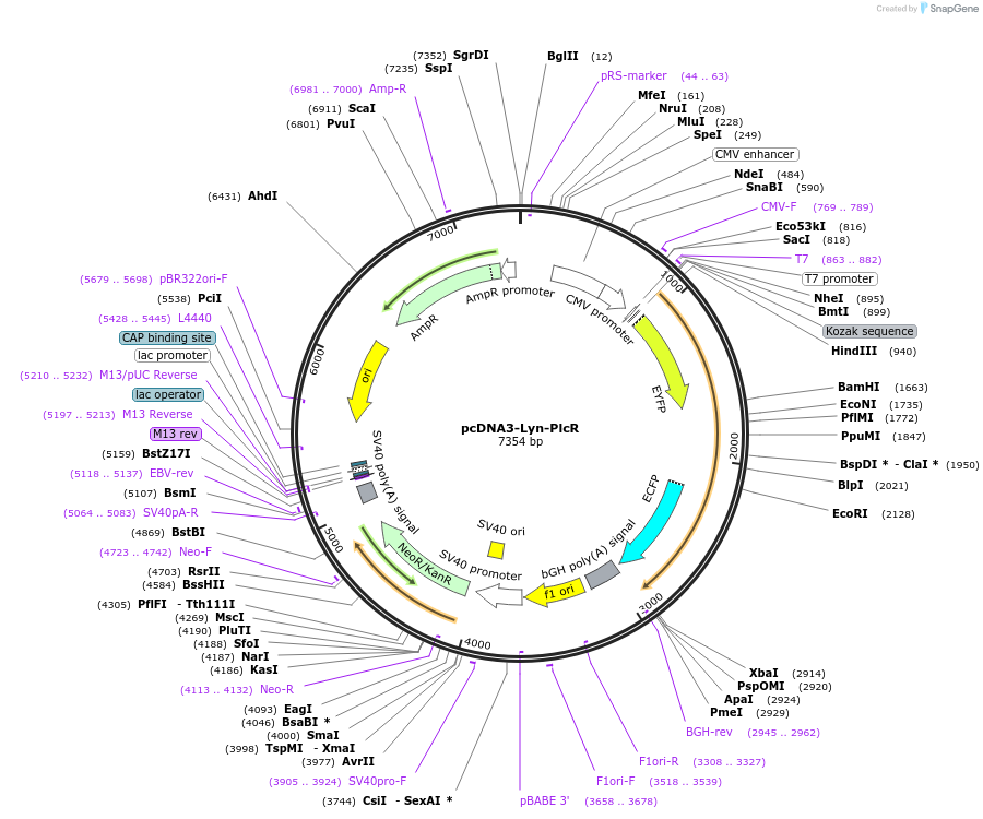 181830-plasmid-map-sequence-id-364215