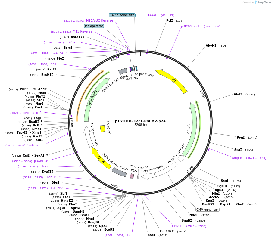 169491-plasmid-map-sequence-id-364219