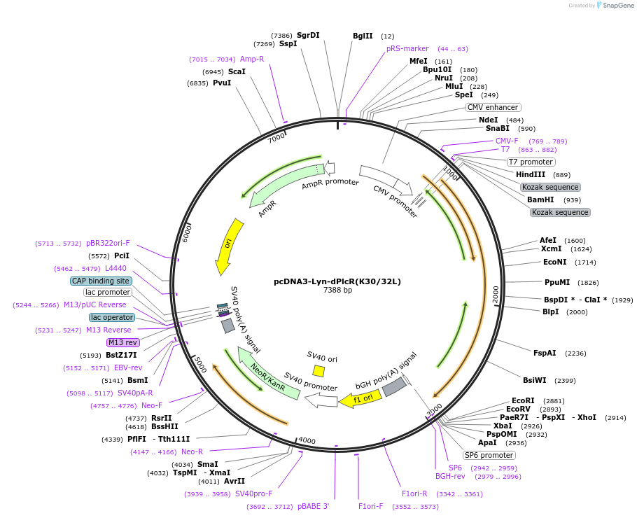 181833-plasmid-map-sequence-id-364220