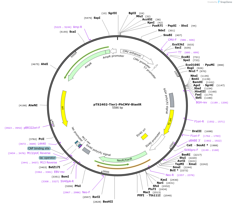 169494-plasmid-map-sequence-id-364225