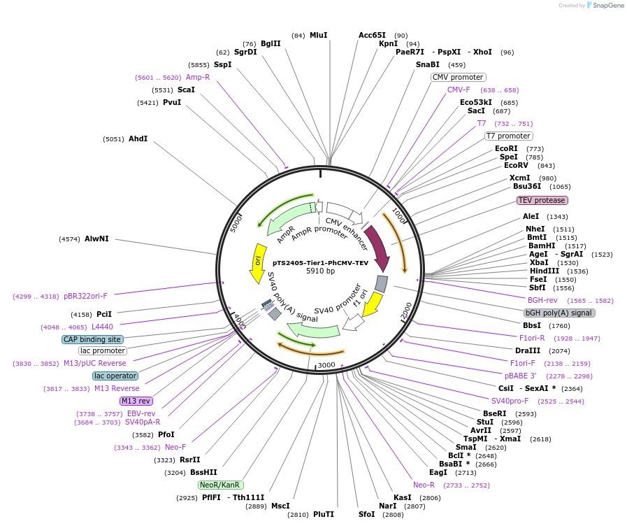 169500-plasmid-map-sequence-id-364234
