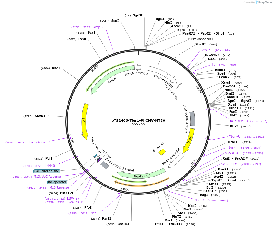 169501-plasmid-map-sequence-id-364235
