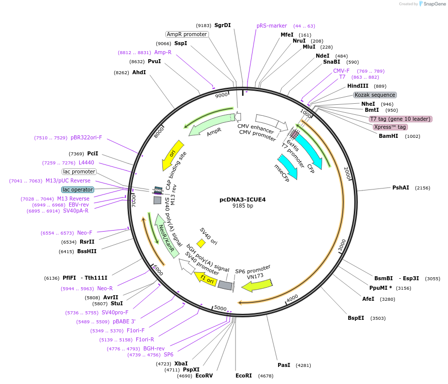 181846-plasmid-map-sequence-id-364236