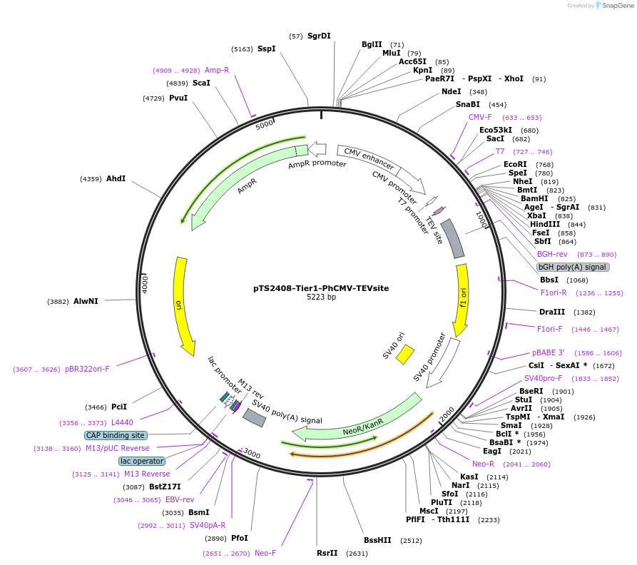 169503-plasmid-map-sequence-id-364240