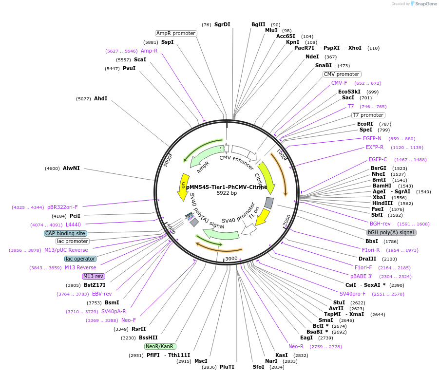 169505-plasmid-map-sequence-id-364241