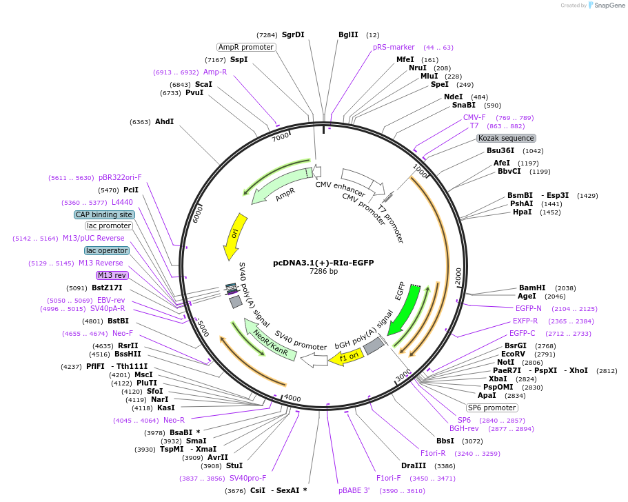 181840-plasmid-map-sequence-id-364246
