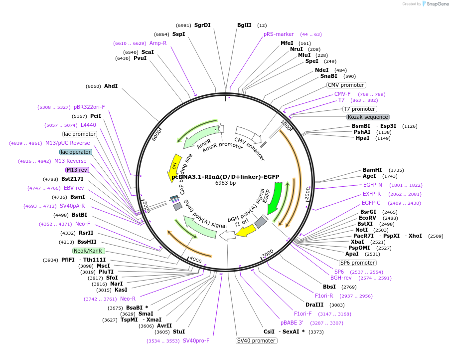 181843-plasmid-map-sequence-id-364312