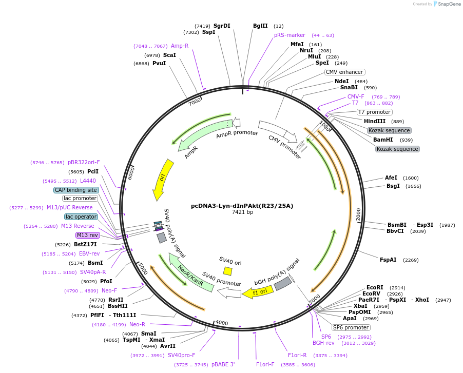181835-plasmid-map-sequence-id-364313