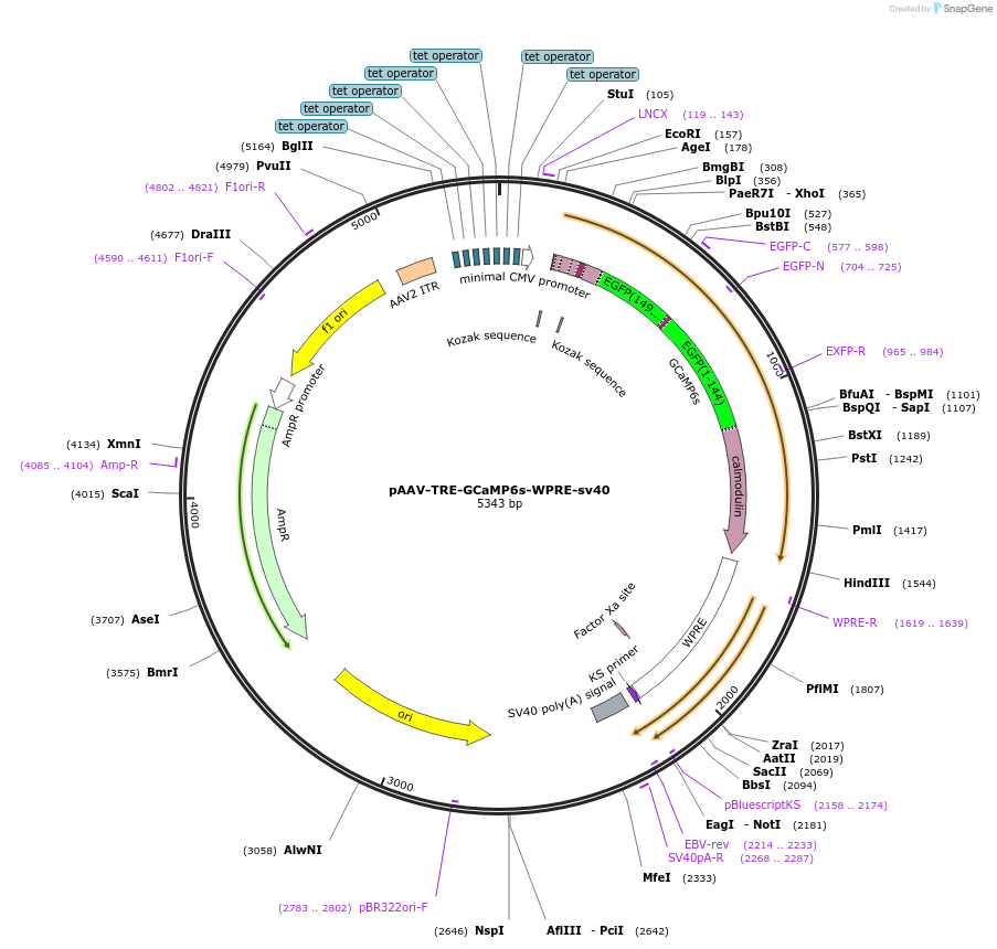 184414-plasmid-map-sequence-id-364317