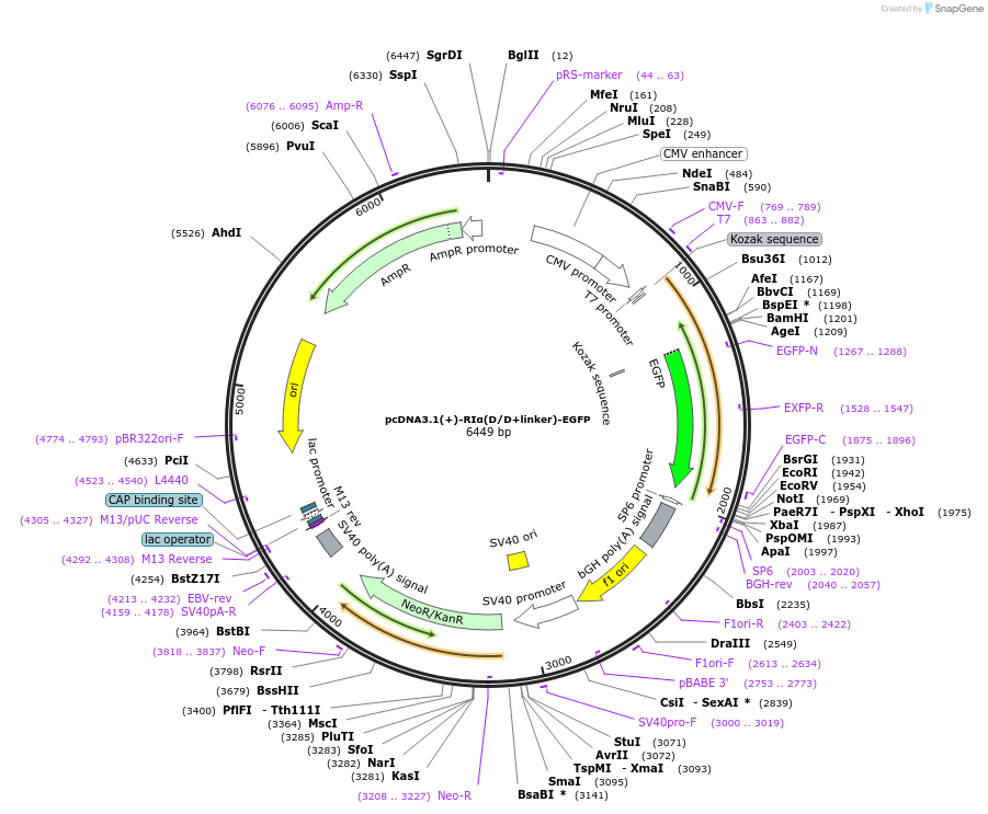 181842-plasmid-map-sequence-id-364318
