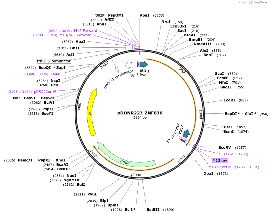 88342-plasmid-map-sequence-id-364340