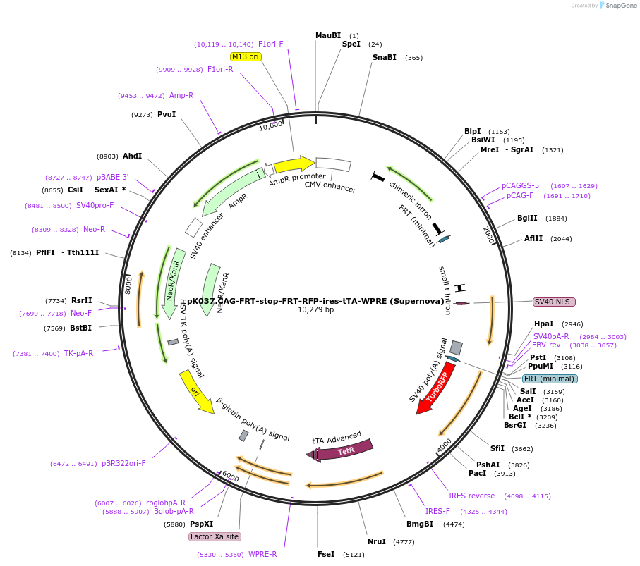 85038-plasmid-map-sequence-id-364344