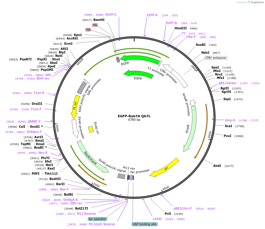 28049-plasmid-map-sequence-id-364365