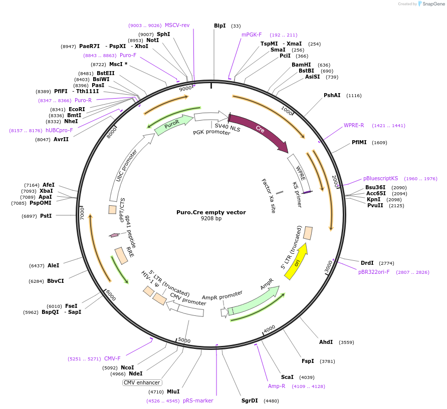 17408-plasmid-map-sequence-id-364366