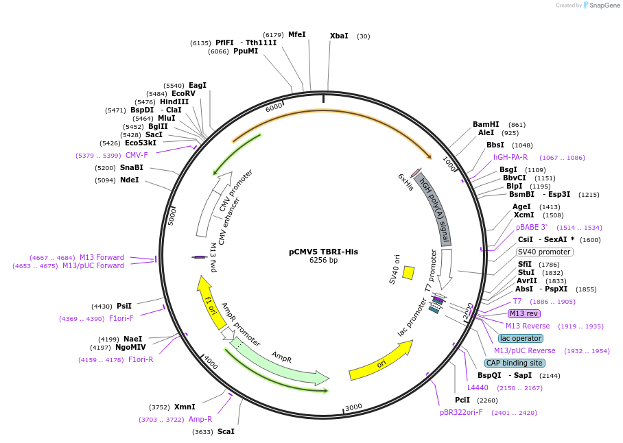 19161-plasmid-map-sequence-id-364368