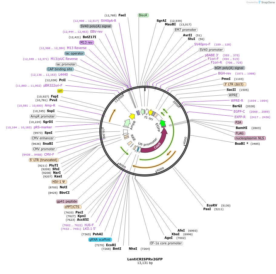82416-plasmid-map-sequence-id-364369