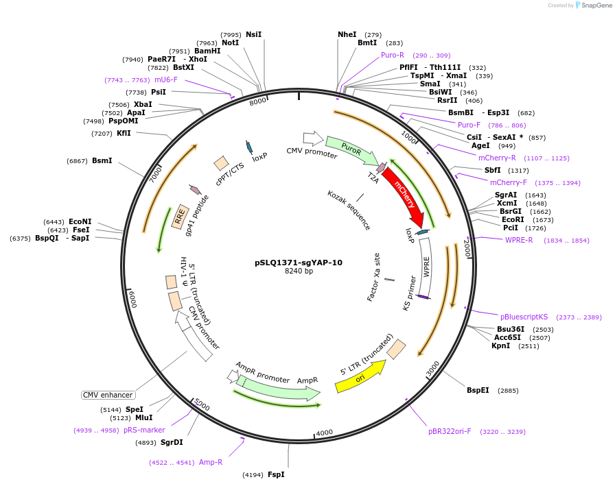 121424-plasmid-map-sequence-id-364370