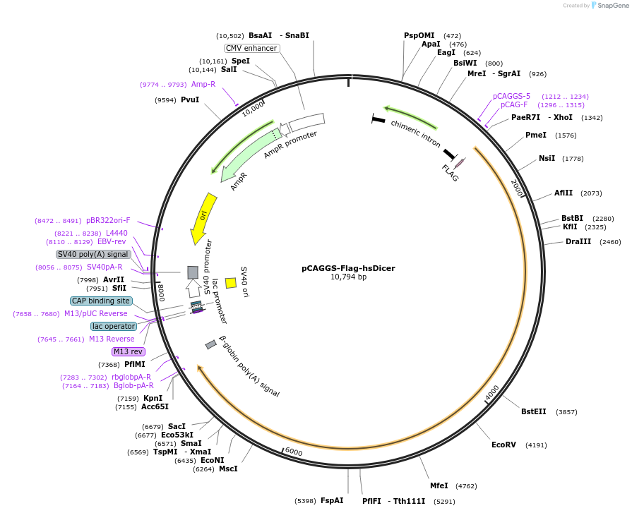41584-plasmid-map-sequence-id-364371