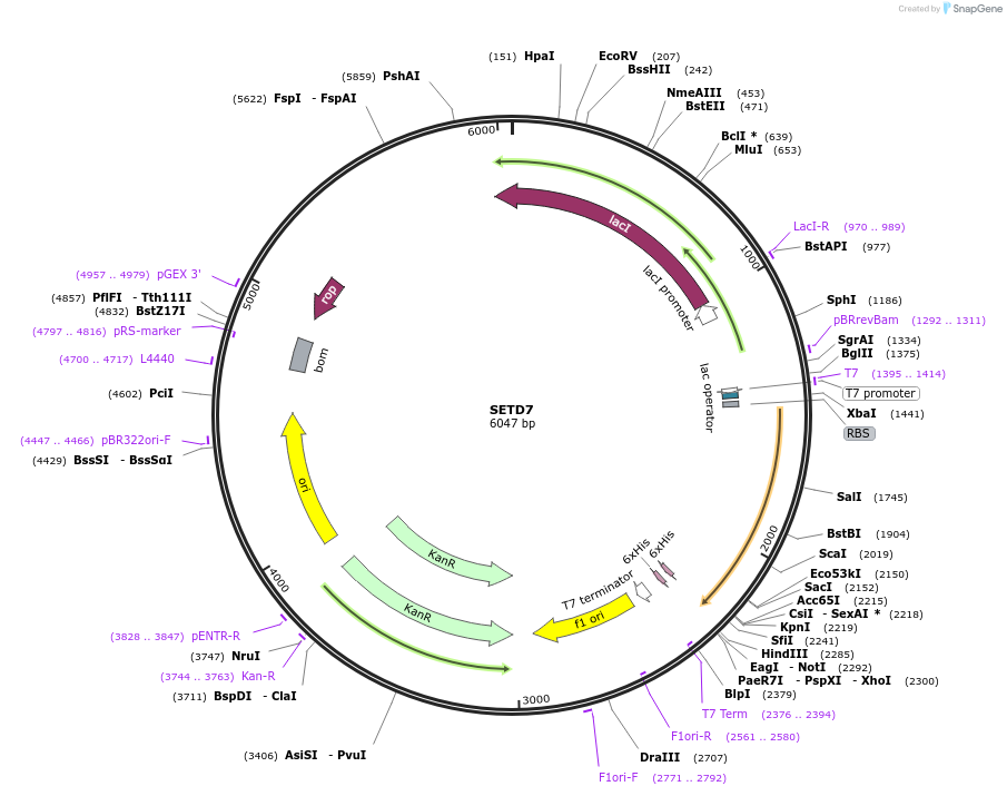 40746-plasmid-map-sequence-id-364373