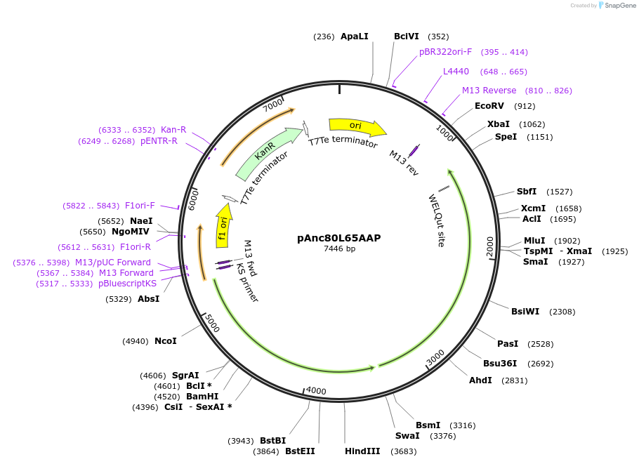 92307-plasmid-map-sequence-id-364376
