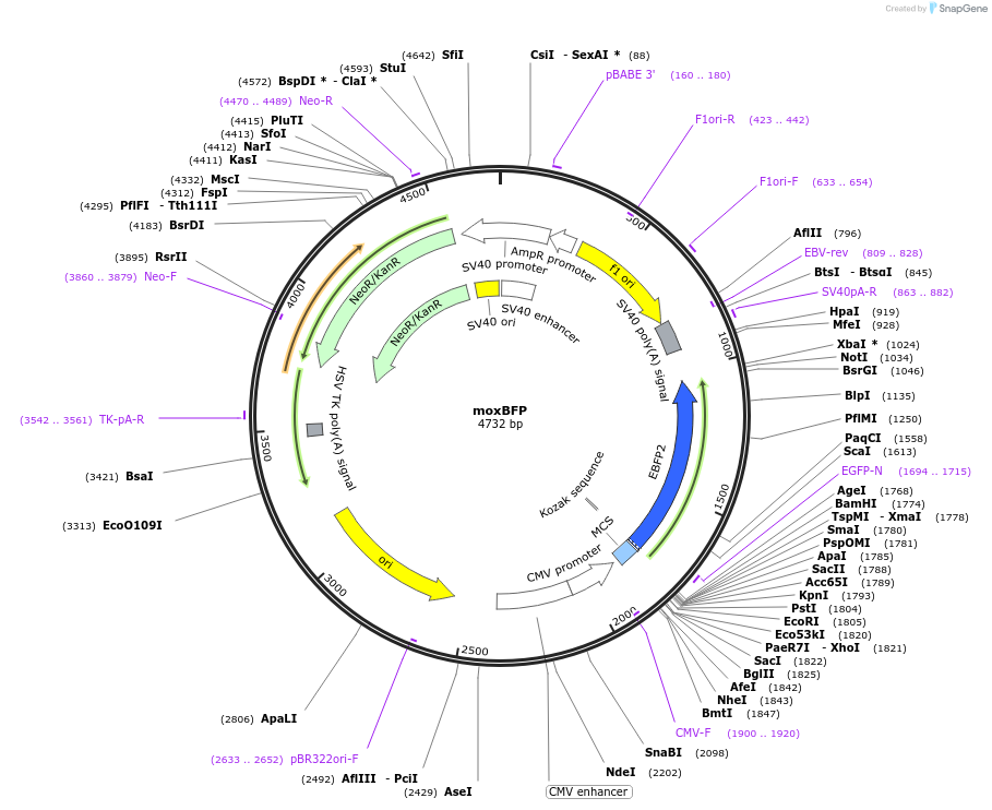68064-plasmid-map-sequence-id-364377