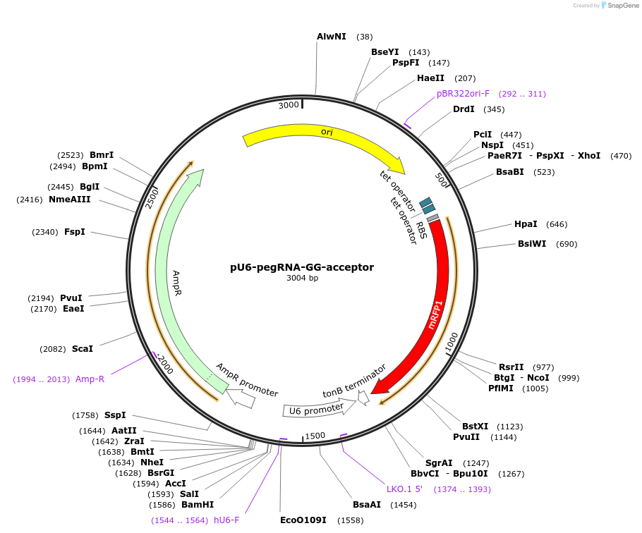 132777-plasmid-map-sequence-id-364379