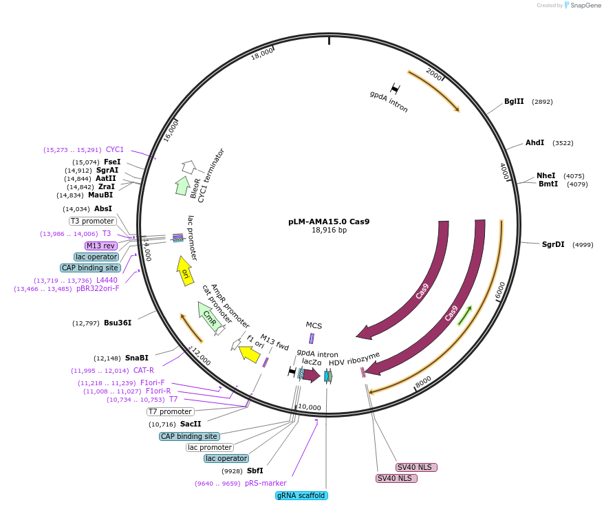 138944-plasmid-map-sequence-id-364383