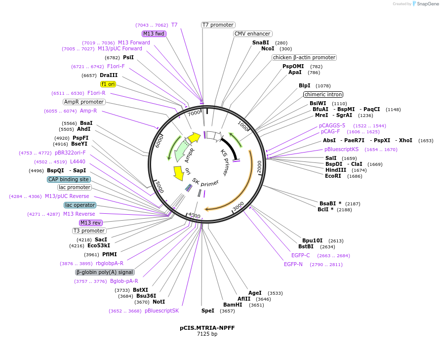 184612-plasmid-map-sequence-id-364387