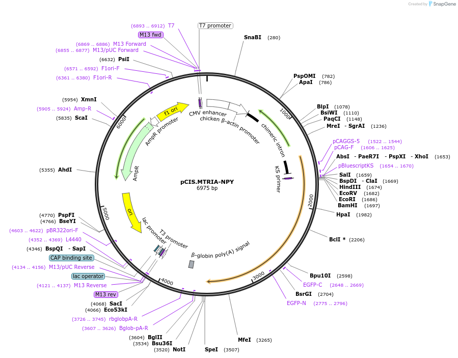 184613-plasmid-map-sequence-id-364394