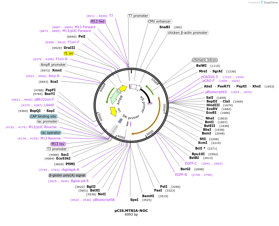184611-plasmid-map-sequence-id-364396