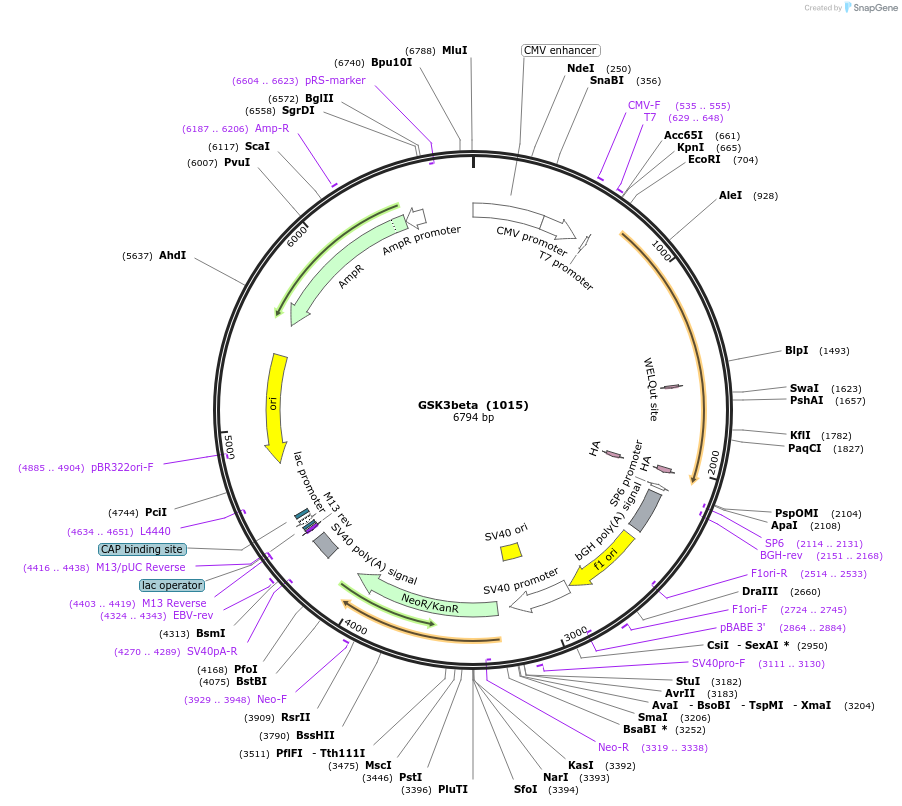 49491-plasmid-map-sequence-id-364398