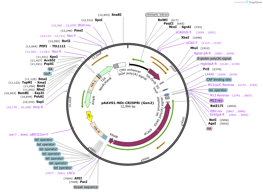 73498-plasmid-map-sequence-id-364403
