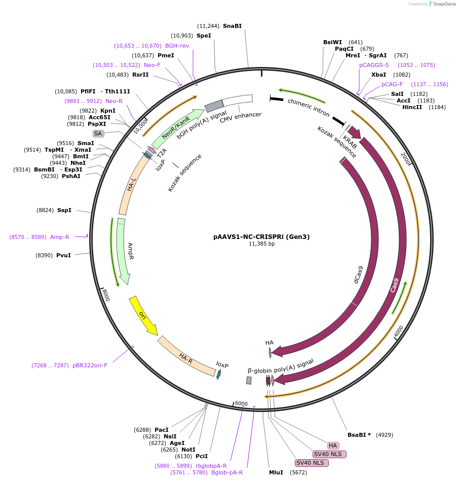 73499-plasmid-map-sequence-id-364405