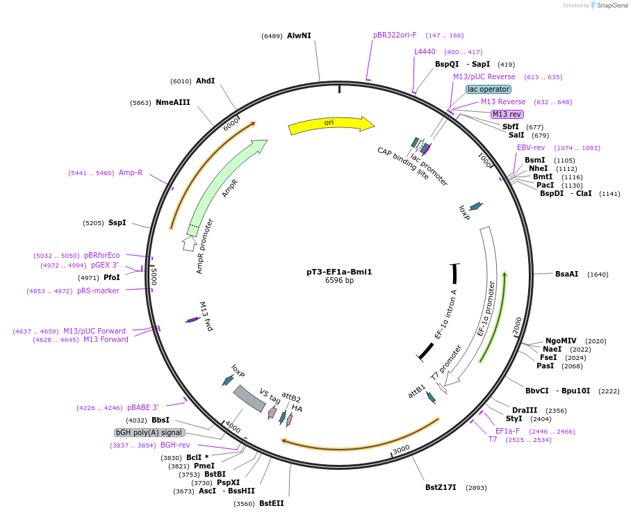 31783-plasmid-map-sequence-id-364417