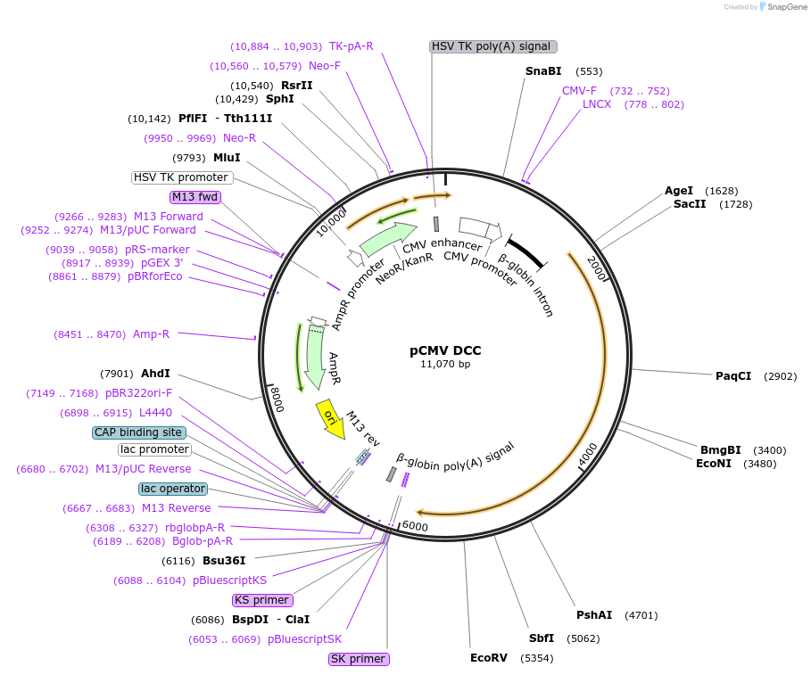 16459-plasmid-map-sequence-id-364418