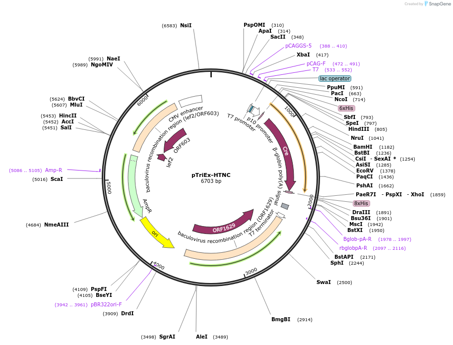 13763-plasmid-map-sequence-id-364424