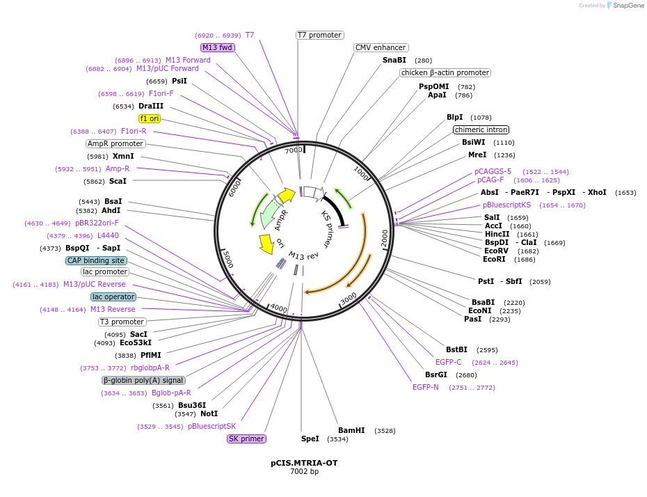 184596-plasmid-map-sequence-id-364428