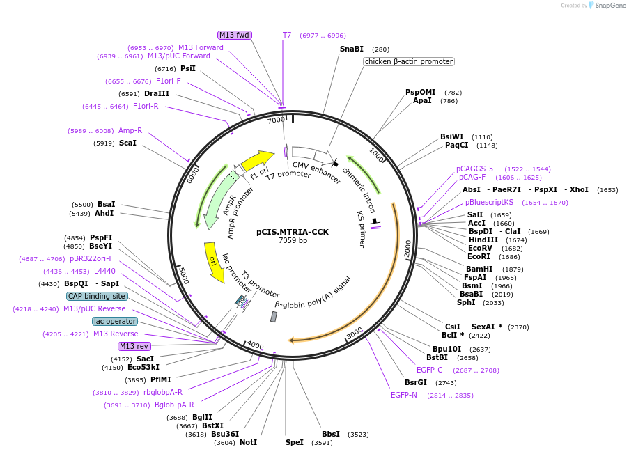 184602-plasmid-map-sequence-id-364431