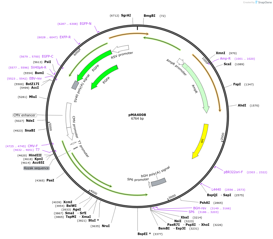 70109-plasmid-map-sequence-id-364432