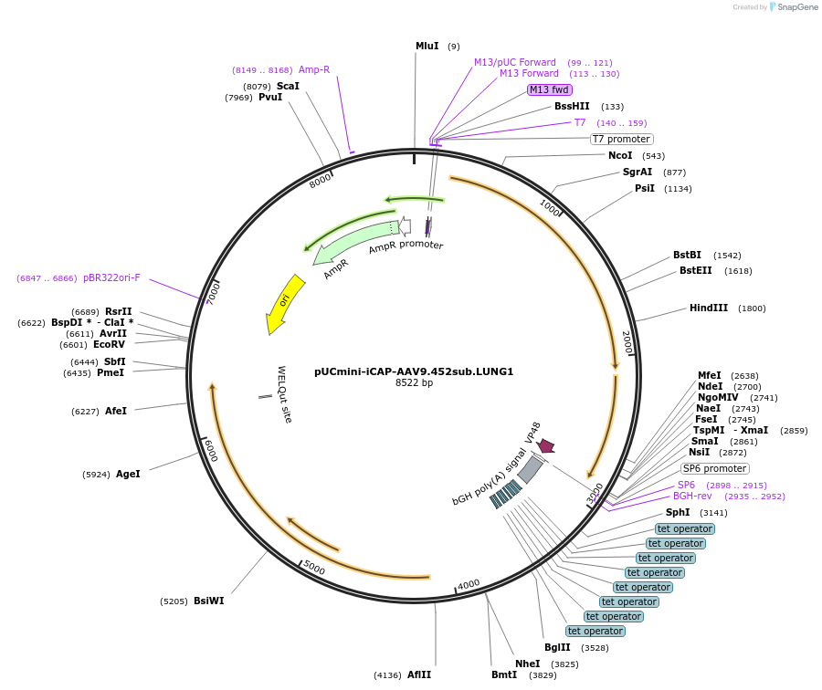 184592-plasmid-map-sequence-id-364433