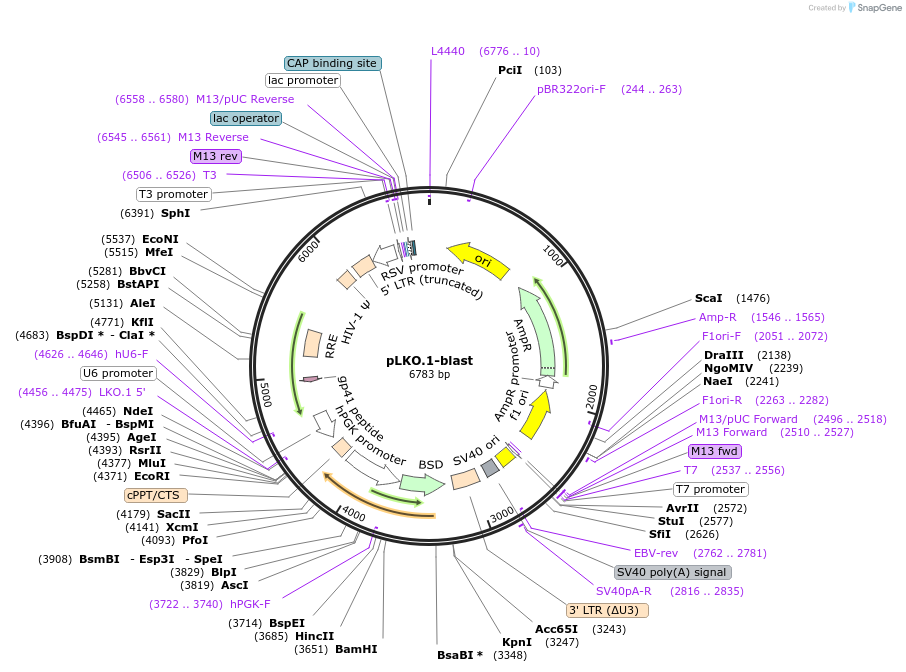 26655-plasmid-map-sequence-id-364437