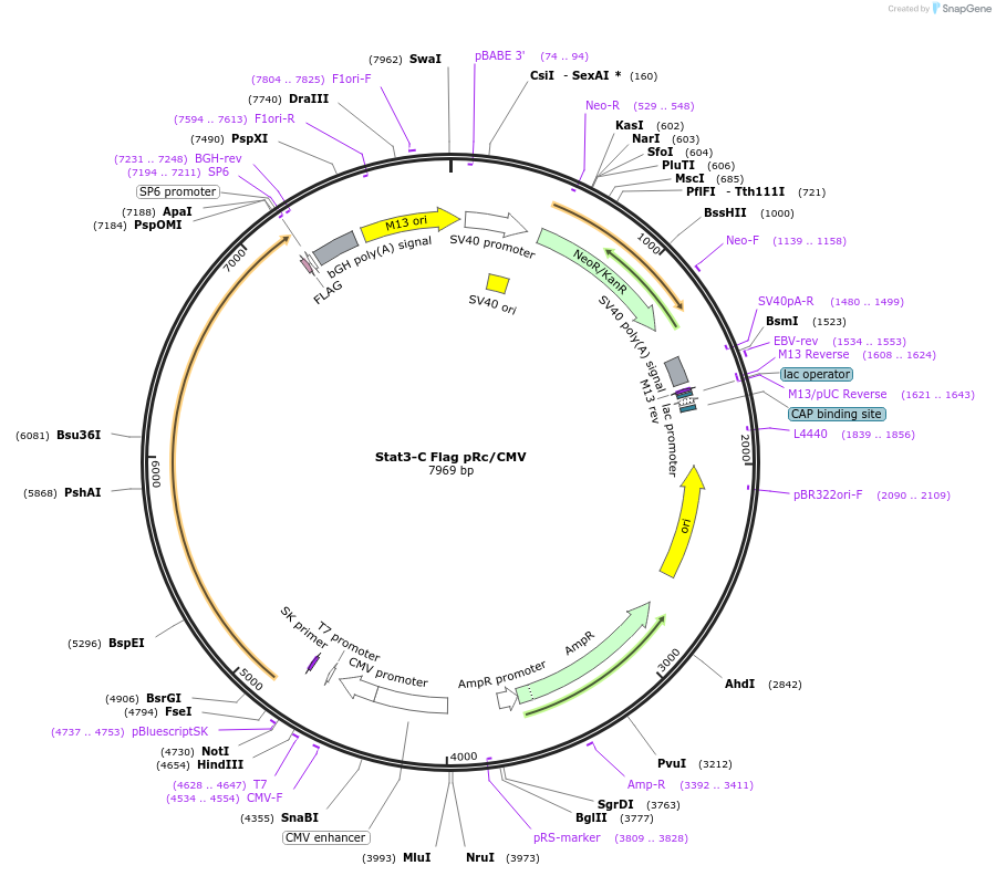 8722-plasmid-map-sequence-id-364438