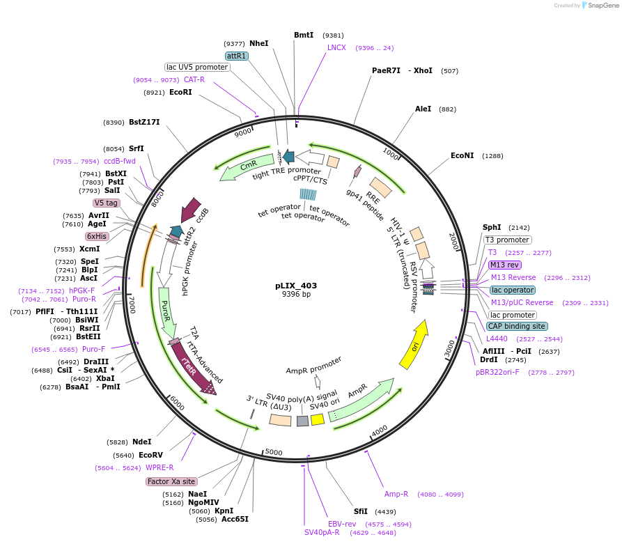 41395-plasmid-map-sequence-id-364439