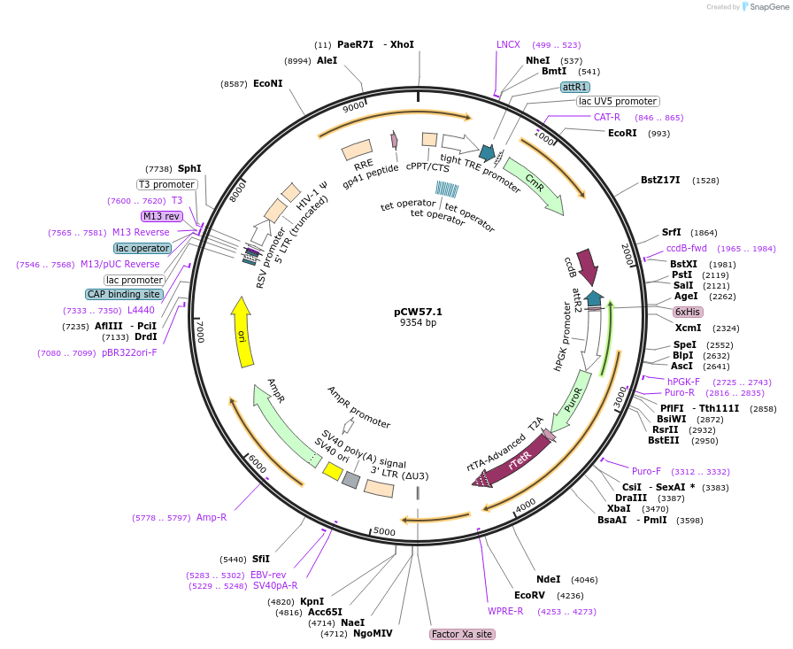 41393-plasmid-map-sequence-id-364440
