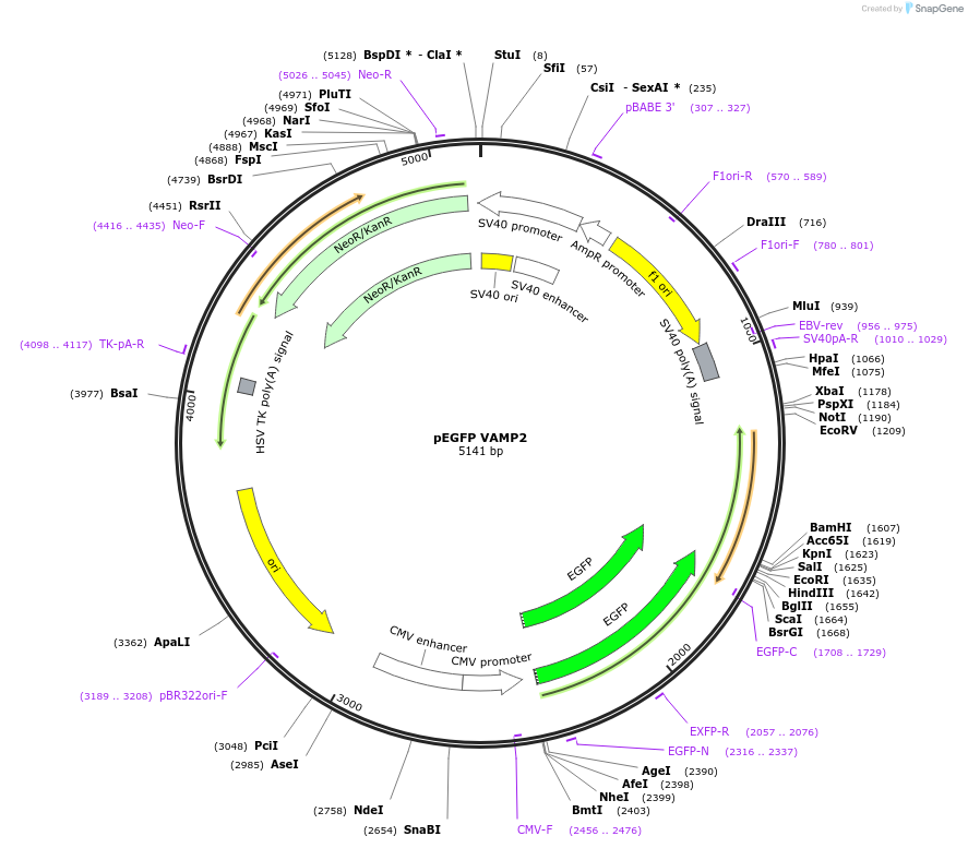 42308-plasmid-map-sequence-id-364443