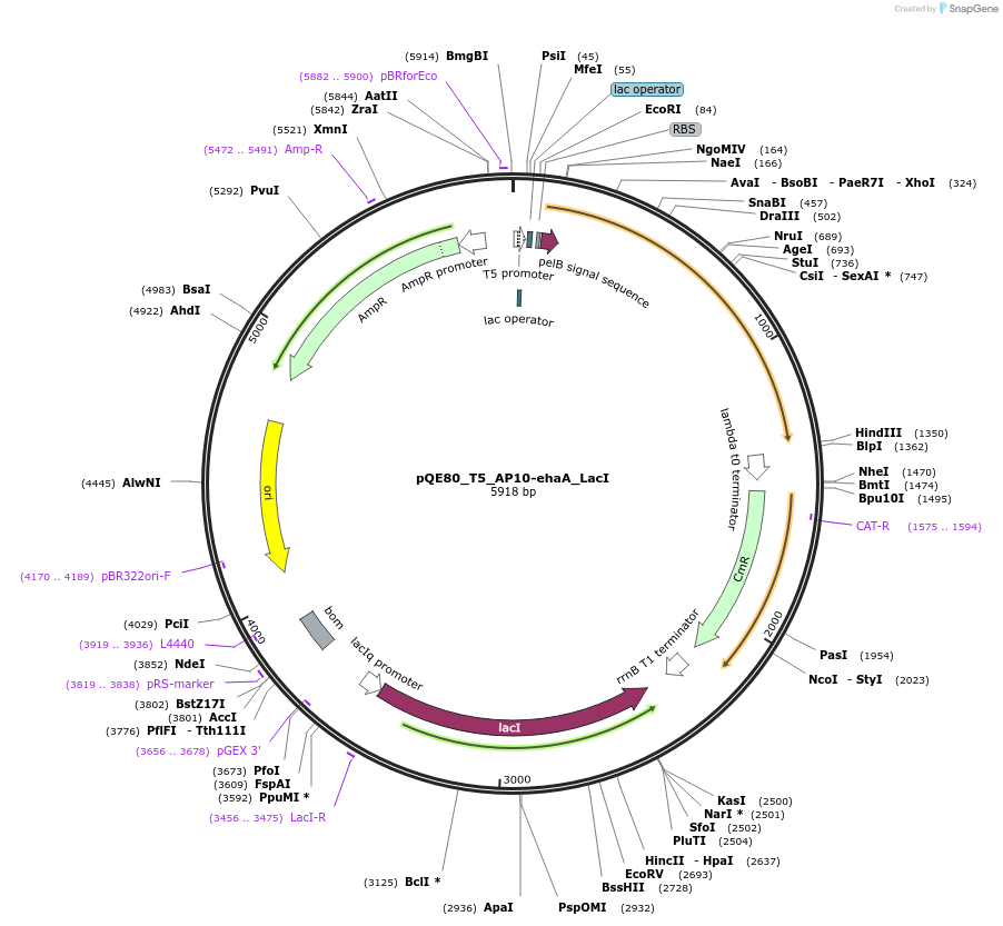 186318-plasmid-map-sequence-id-364479