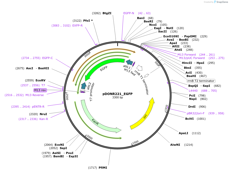 25899-plasmid-map-sequence-id-364493