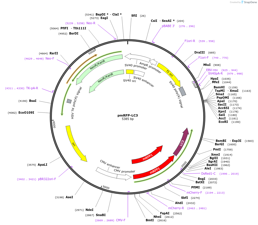 21075-plasmid-map-sequence-id-364494