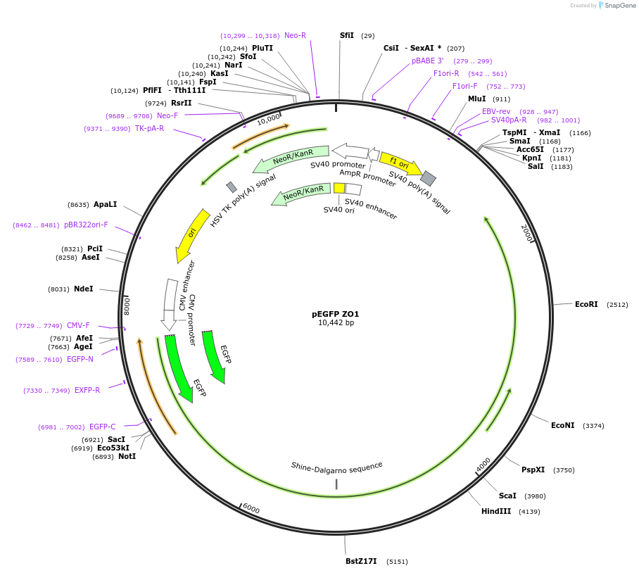 30313-plasmid-map-sequence-id-364495